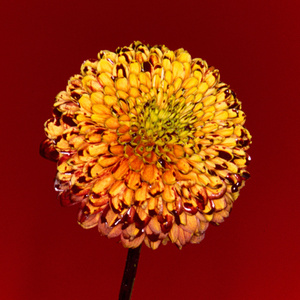 强奸三级片高中女学生在线观看
